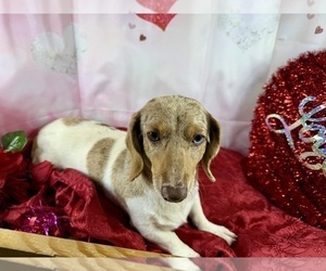 Dachshund Puppy for sale in CASSVILLE, MO, USA
