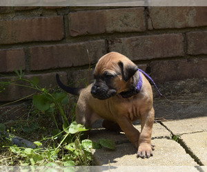 Rhodesian Ridgeback Puppy for sale in POWDER SPGS, GA, USA