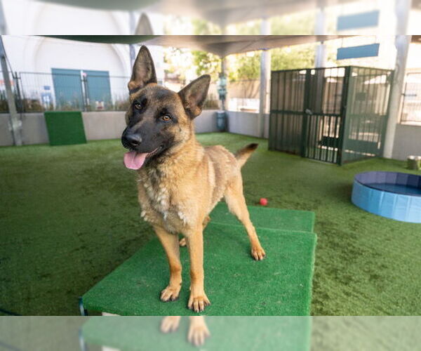 Medium Photo #2 Mutt Puppy For Sale in Pasadena, CA, USA