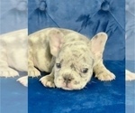 Small #69 French Bulldog