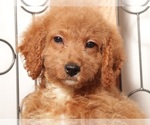 Small #3 Goldendoodle (Miniature)