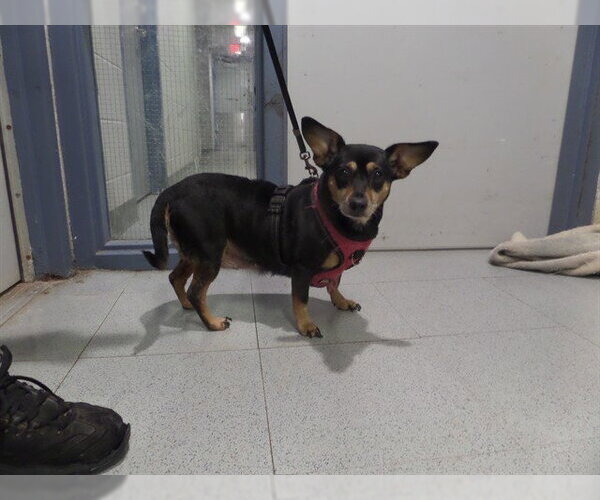 Medium Photo #1 Chihuahua Puppy For Sale in Augusta, GA, USA