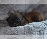 Small Photo #6 French Bulldog Puppy For Sale in GILLETTE, WY, USA