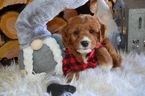 Small Photo #3 Doodle-Goldendoodle Mix Puppy For Sale in HONEY BROOK, PA, USA
