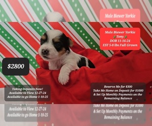 Yorkshire Terrier Puppy for sale in TUCSON, AZ, USA