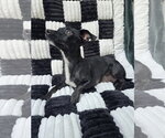 Small Photo #2 Chiweenie Puppy For Sale in San Francisco, CA, USA