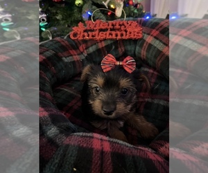 Yorkshire Terrier Puppy for sale in KING WILLIAM, VA, USA