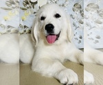 Small Photo #9 English Cream Golden Retriever Puppy For Sale in AMITY, AR, USA