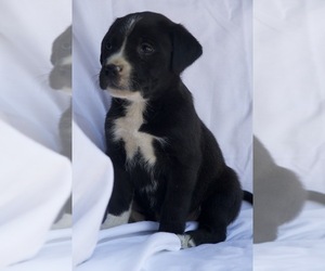 Goldendoodle-Mutt Mix Puppy for sale in CAPON BRIDGE, WV, USA