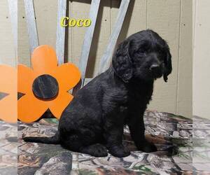 Labradoodle-Poodle (Standard) Mix Puppy for sale in CANAJOHARIE, NY, USA