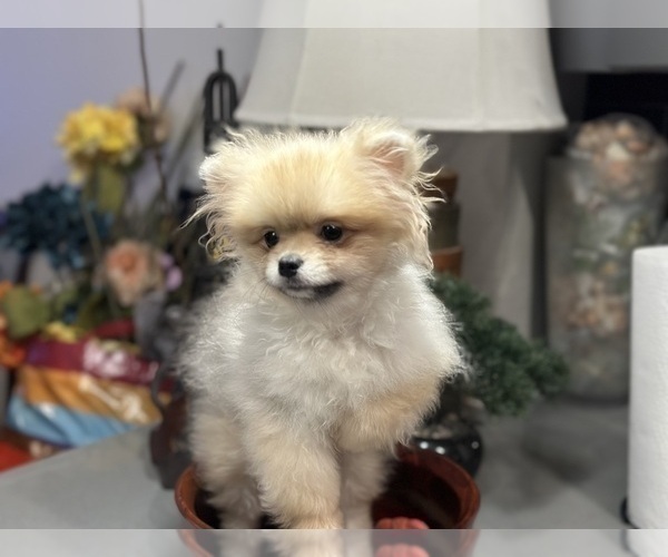 Medium Photo #4 Pomeranian Puppy For Sale in DENVER, CO, USA