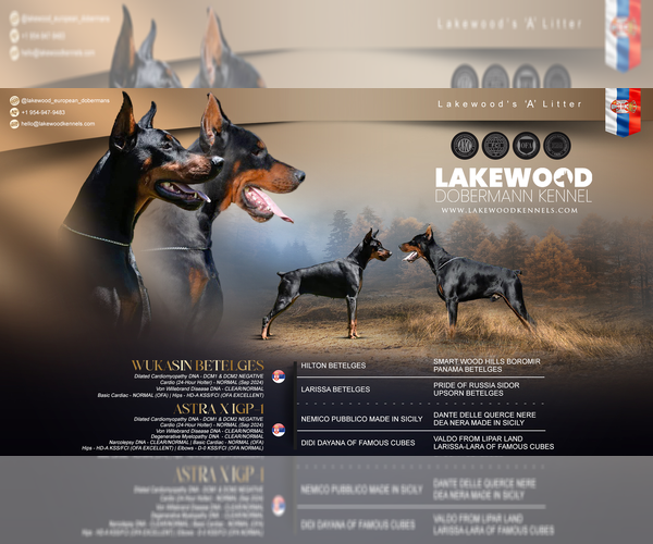 Medium Photo #1 Doberman Pinscher Puppy For Sale in FORT LAUDERDALE, FL, USA