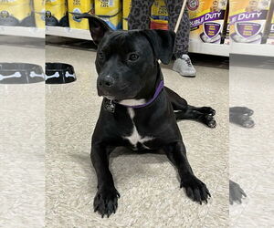 Pru (special needs) - Female Staffordshire Bull Terrier-Unknown Mix Dog for Adoption - Photo #2