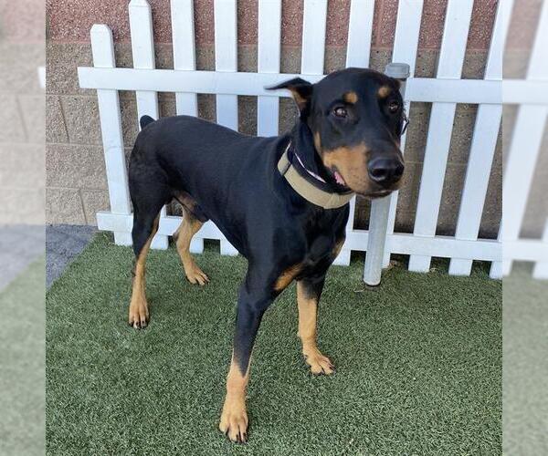 Medium Photo #1 Doberman Pinscher Puppy For Sale in Modesto, CA, USA