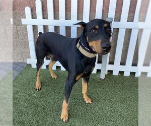 Doberman Pinscher Dogs for adoption in Modesto, CA, USA