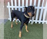 Small Doberman Pinscher