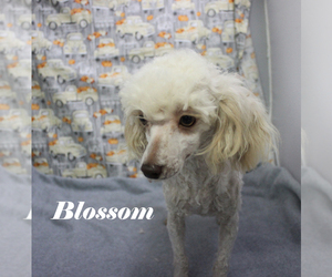 Poodle (Toy) Puppy for sale in CHANUTE, KS, USA