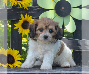 Cavachon Puppy for sale in GORDONVILLE, PA, USA