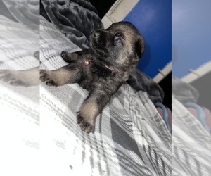 German Shepherd Dog Puppy for sale in STERLING, CT, USA