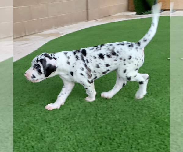 Medium Photo #4 Great Dane Puppy For Sale in MARICOPA, AZ, USA