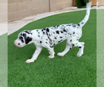 Small Photo #4 Great Dane Puppy For Sale in MARICOPA, AZ, USA