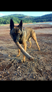 Medium Photo #14 Malinois Puppy For Sale in EAGLE POINT, OR, USA