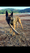 Small Photo #14 Malinois Puppy For Sale in EAGLE POINT, OR, USA