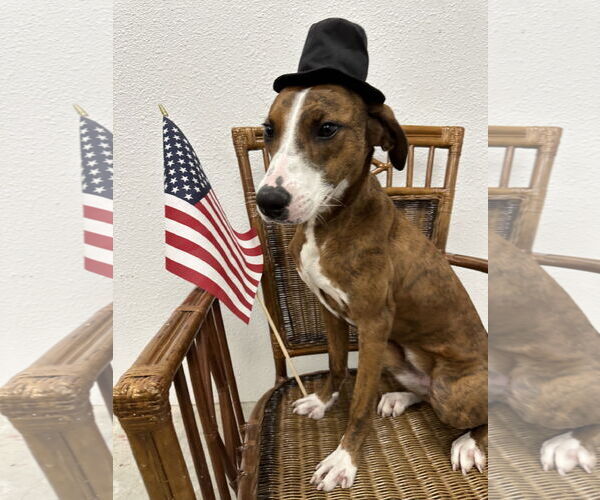 Medium Photo #1 Mutt Puppy For Sale in Denton, TX, USA