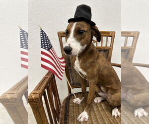 Mutt Dogs for adoption in Denton, TX, USA