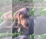 Small Photo #3 Great Dane Puppy For Sale in GLENPOOL, OK, USA