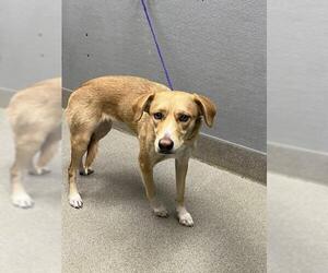 German Shepherd Dog-Unknown Mix Dogs for adoption in Las Vegas, NV, USA