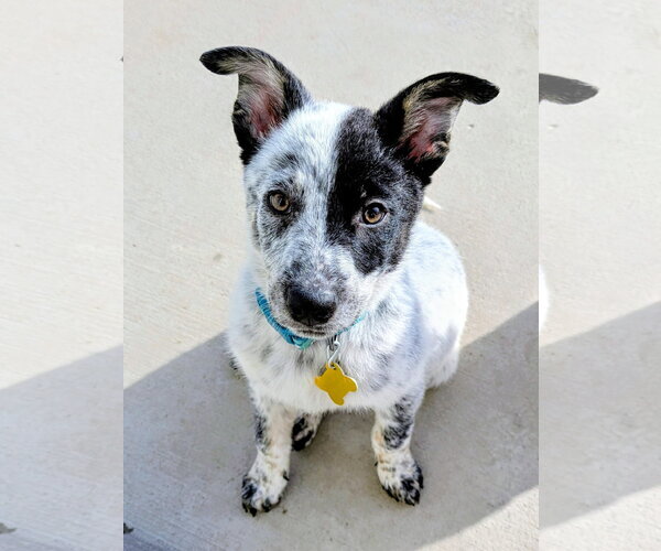 Medium Photo #5 Collie-Unknown Mix Puppy For Sale in Sandy, UT, USA