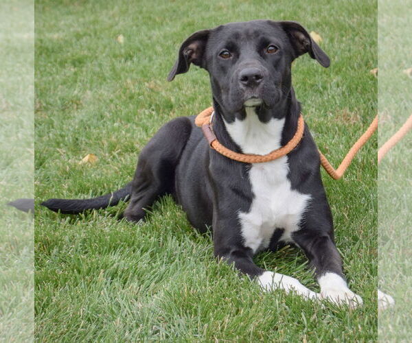Medium Photo #3 Boxer-Unknown Mix Puppy For Sale in Huntley, IL, USA