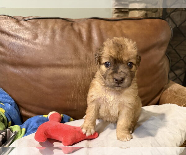 Medium Photo #2 Collie-Unknown Mix Puppy For Sale in Holly Springs, NC, USA