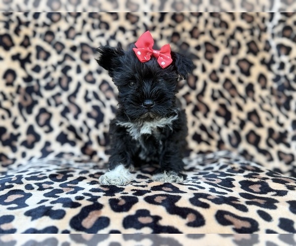 Medium Photo #10 Schnauzer (Miniature) Puppy For Sale in LAKELAND, FL, USA