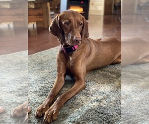 Mother of the German Shorthaired Pointer-Vizsla Mix puppies born on 07/22/2026