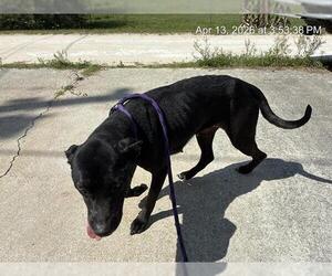 American Pit Bull Terrier Dogs for adoption in Ocala, FL, USA