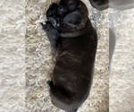 Small Photo #1 Faux Frenchbo Bulldog Puppy For Sale in DUNDEE, IL, USA