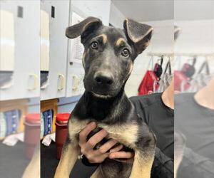 German Shepherd Dog Dogs for adoption in Woodland, CA, USA