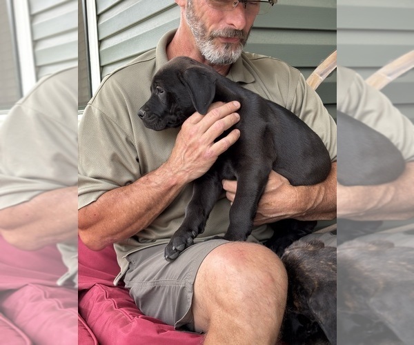 Medium Photo #33 Rotticorso Puppy For Sale in REEVESVILLE, SC, USA