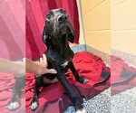 Small Labrador Retriever Mix
