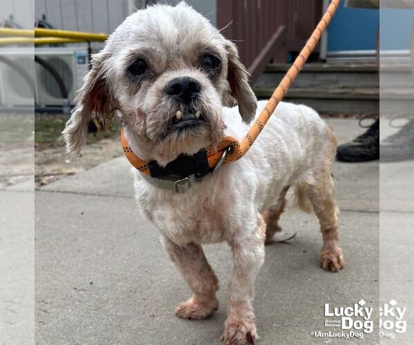 Medium Photo #2 Shih Tzu-Unknown Mix Puppy For Sale in Washington, DC, USA