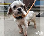 Small Photo #4 Shih Tzu-Unknown Mix Puppy For Sale in Washington, DC, USA