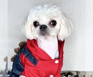 Maltese Puppy for sale in RANCHO BERNARDO, CA, USA