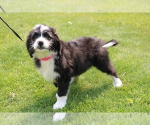 Bernedoodle Puppy for sale in SCHDY, NY, USA