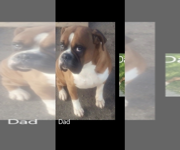 Medium Photo #1 Boxer Puppy For Sale in NORWICH, CT, USA