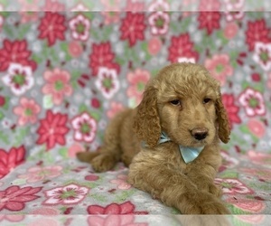 Goldendoodle Puppy for sale in LANCASTER, PA, USA