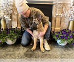 Small #1 German Shepherd Dog