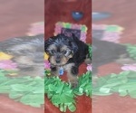 Small Photo #55 Yorkshire Terrier Puppy For Sale in AKRON, OH, USA