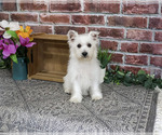 Small #5 West Highland White Terrier